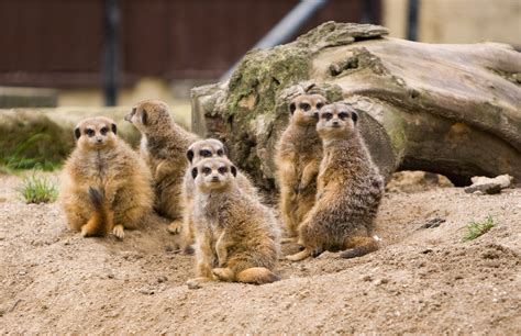 Meerkats Family Betsul