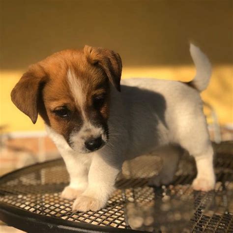 Miniatura Preto E Tan Filhotes De Jack Russell