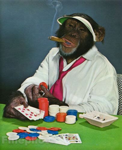 Monkey Bingo Casino Online