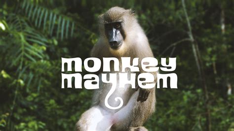 Monkey Mayhem Blaze
