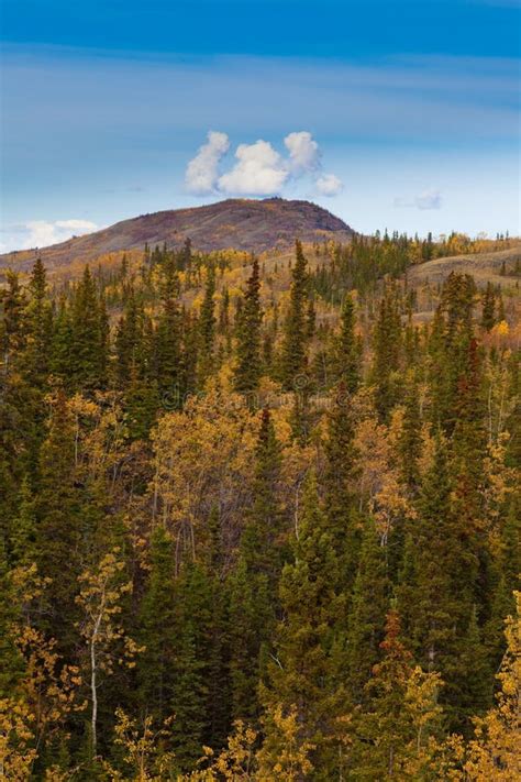 O Cassino De Ouro De Yukon