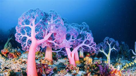 Ocean Reef Brabet