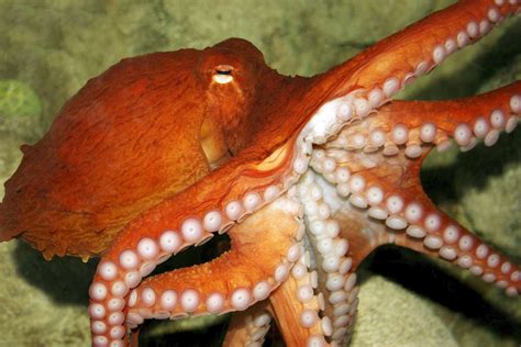 Octopus Life Parimatch