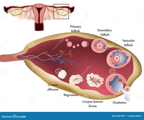Ovario Roleta