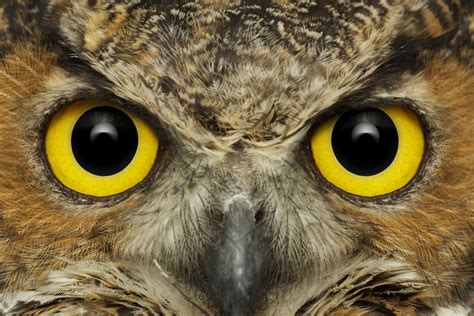 Owl Eyes Nova Brabet