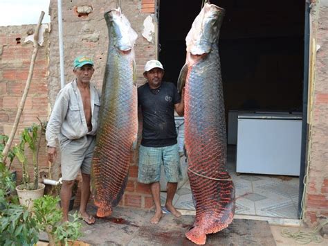 Peixe Grande Maquina De Fenda