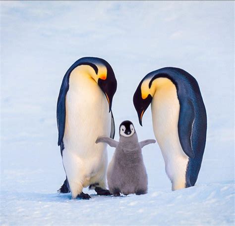 Penguin Family Novibet