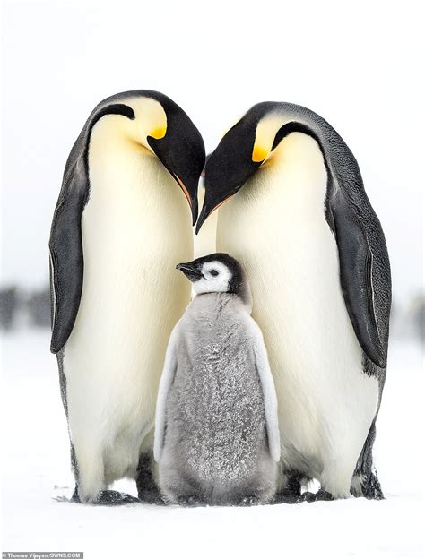 Penguin Family Parimatch