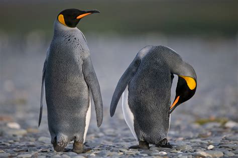 Pinguins No Paraiso De Fenda