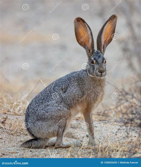 Preto De Cauda Jackrabbit Comida Web