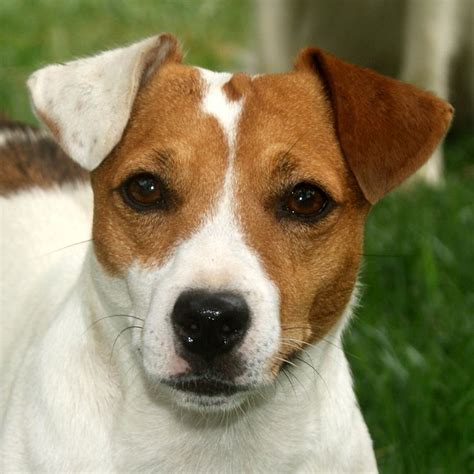 Preto E Marrom Jack Russell Caes