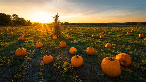 Pumpkin Patch Betano