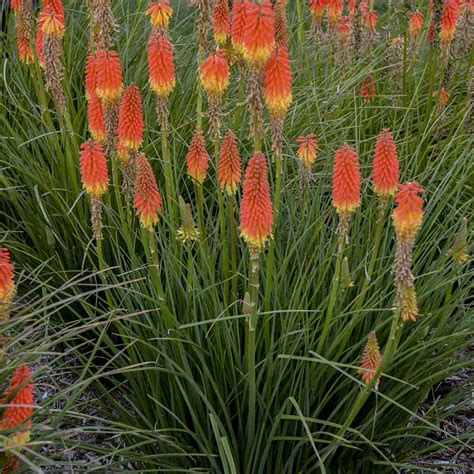 Red Hot Poker Planta A Partir Da Semente