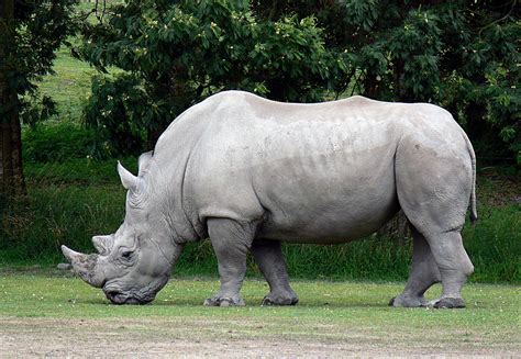 Rinoceronte Branco Slots