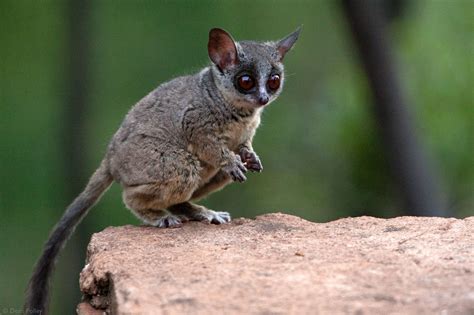 Roleta Galago