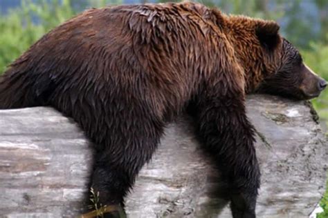Se Um Urso De Merda Na Floresta