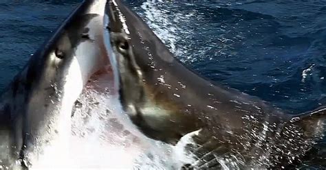 Shark Fight Betsson