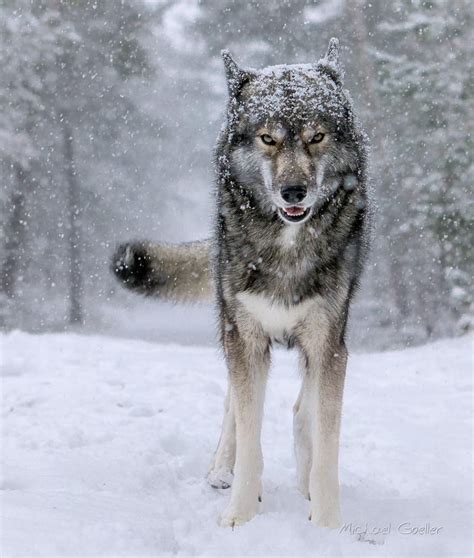 Siberian Wolf Brabet
