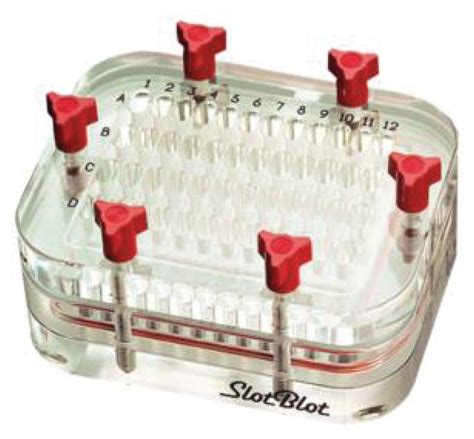 Slot Blot Quantificacao