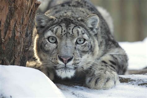 Snow Leopard Netbet