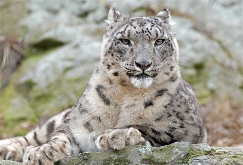 Snow Leopard Netbet
