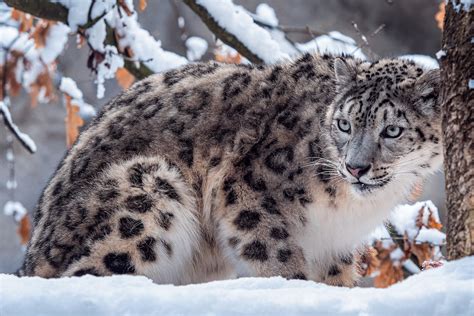 Snow Leopards Betfair