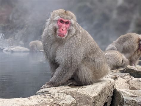 Snow Monkeys Parimatch