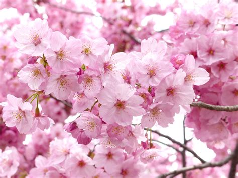 Spring Blossom Brabet