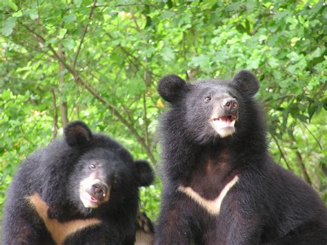 Taiwan Black Bear Parimatch