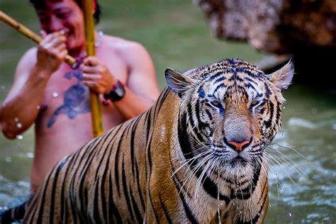 Tiger Temple Parimatch