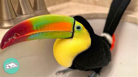 Toucan Netbet