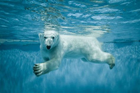 Urso Polar De Merda Na Piscina