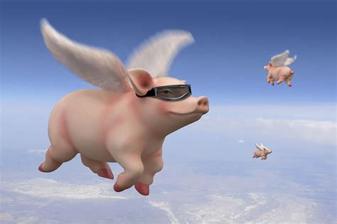 When Pigs Fly Bodog
