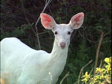 White Deer Novibet