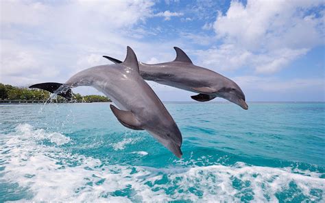 Wild Dolphins Betano