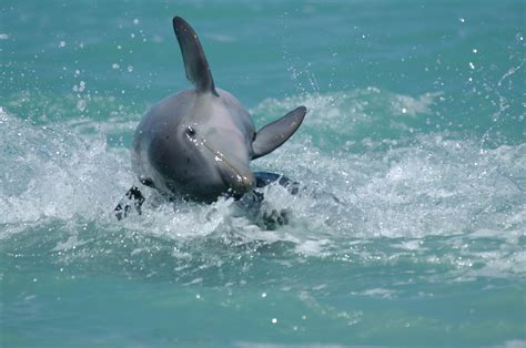 Wild Dolphins Leovegas