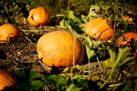 Wild Pumpkins Betsul