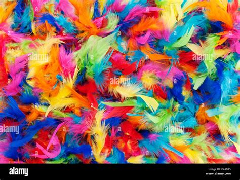 Wild Rainbow Feathers Bwin