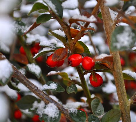 Winter Berries 2 Bwin