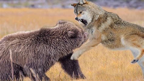 Wolf Bear Parimatch