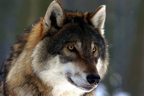 Wolf Wild Bodog