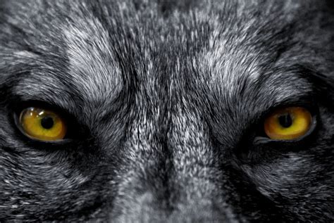 Wolves Wolves Wolves Pokerstars